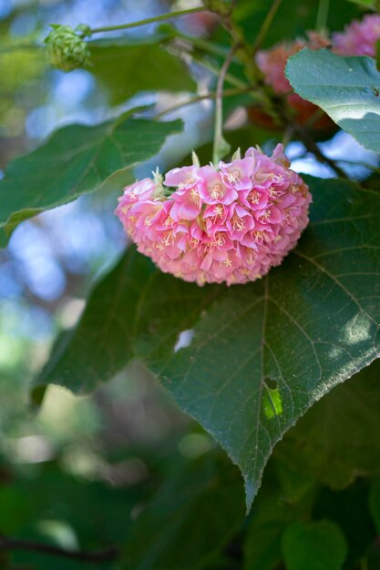 Foto una flor rosa con una hoja verde