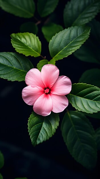 una flor rosa con hojas verdes