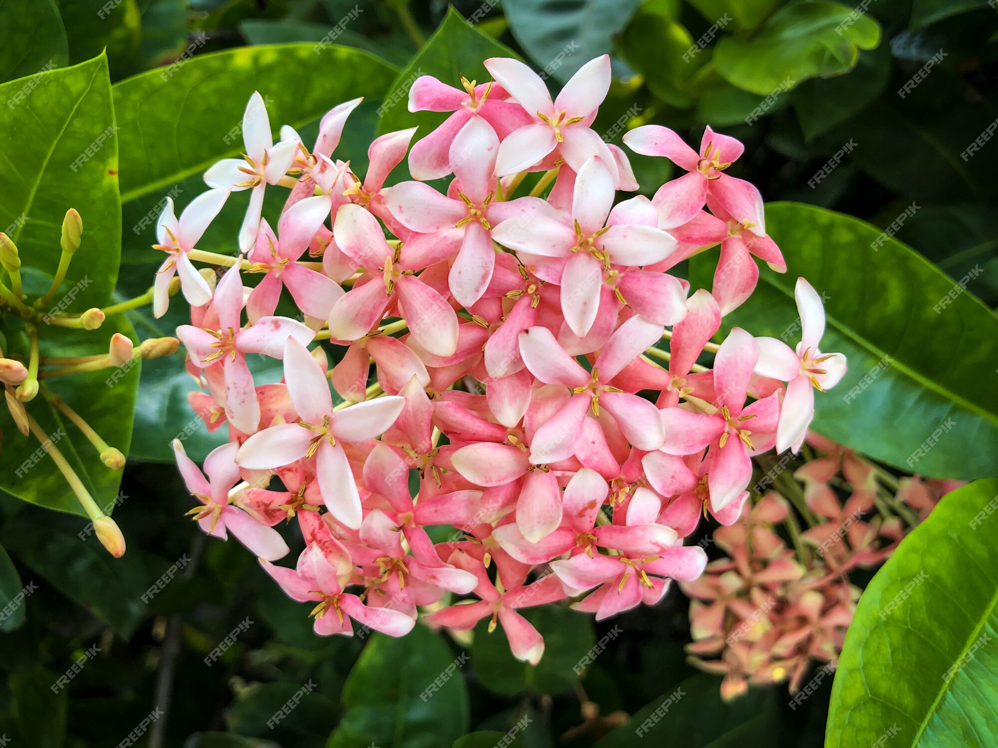 Flor rosa ixora flor en un jardin | Foto Premium