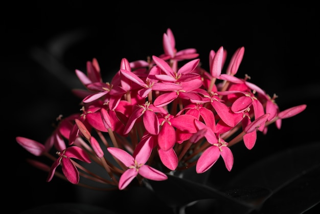 una flor rosa de ixora