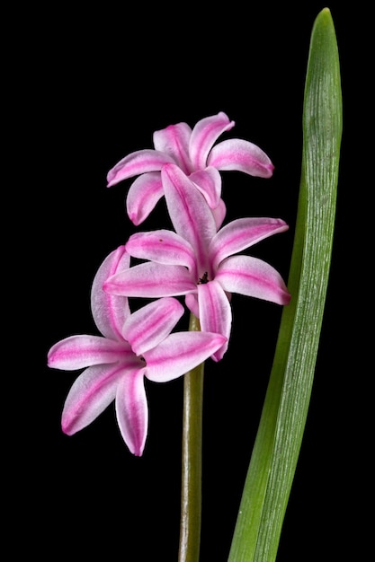 Flor rosa de jacinto aislado sobre fondo negro