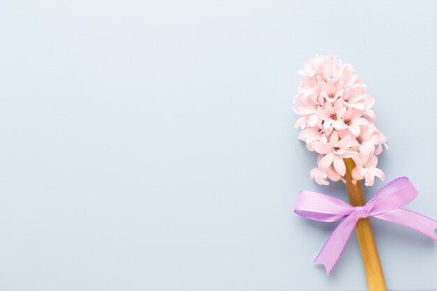 Flor rosa jacinto, flores de primavera. El perfume de los jacintos en flor es un símbolo del comienzo de la primavera.
