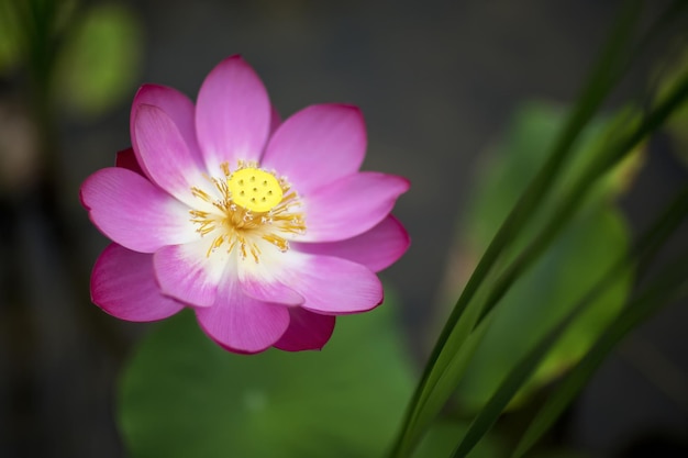 Una flor rosa en el jardín de la casa en la que trabajo.