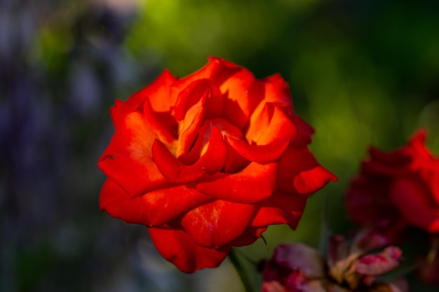 Flor de rosa de jardín floreciente con fotografía macro de pétalos de naranja en un día soleado de verano.