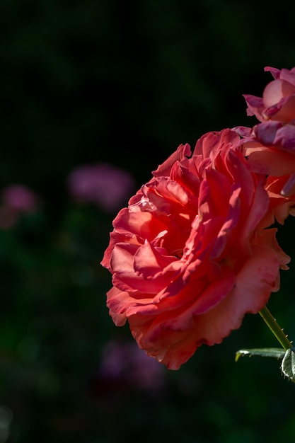 Flor de rosa de jardín floreciente con fotografía macro de pétalos rojos en un día soleado de verano.