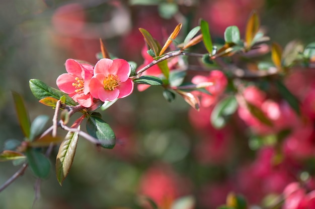 Flor rosa de un jardín en primavera