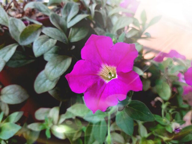 Flor rosa en el jardín Primer plano Pequeñas flores sobre un fondo verde