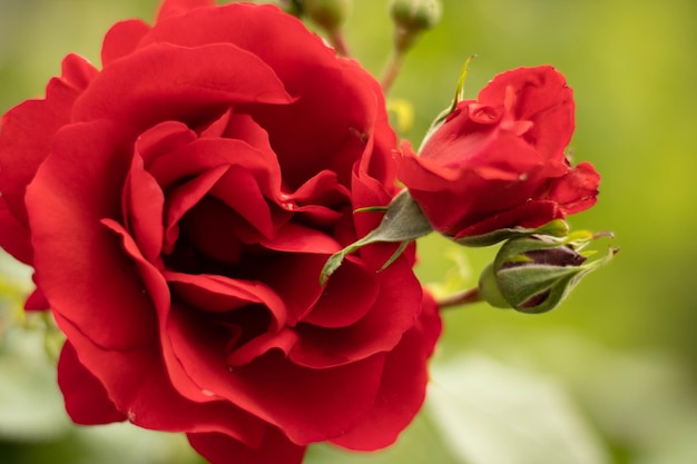 Flor de rosa en el jardín de rosas sobre fondo de rosas borrosas.
