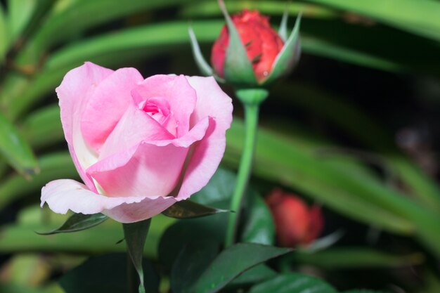 flor rosa en el jardín de Tailandia