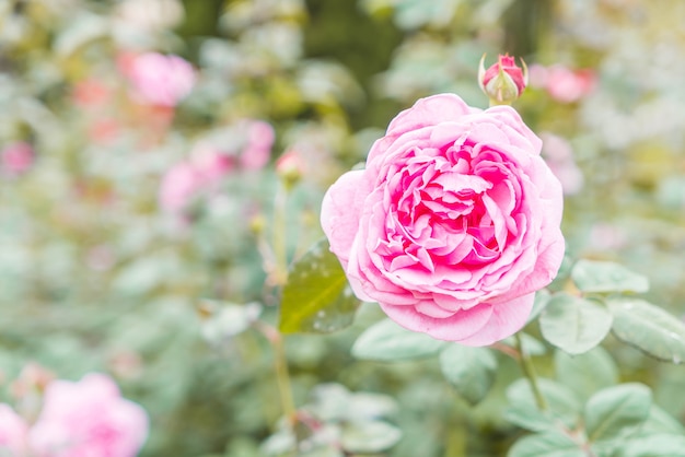 flor rosa en el jardin