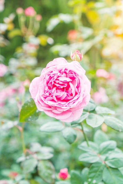 flor rosa en el jardin