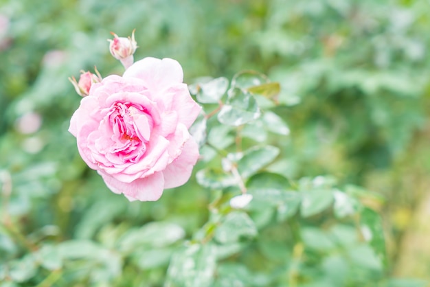 flor rosa en el jardin