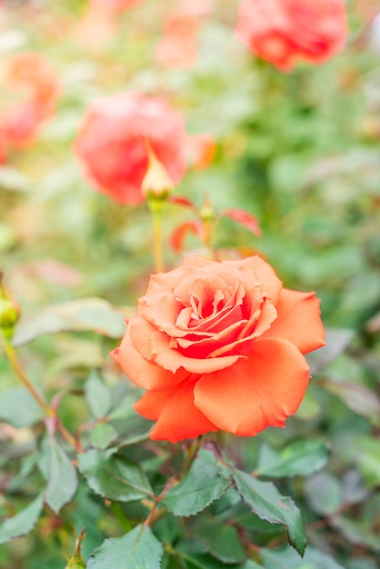 flor rosa en el jardin