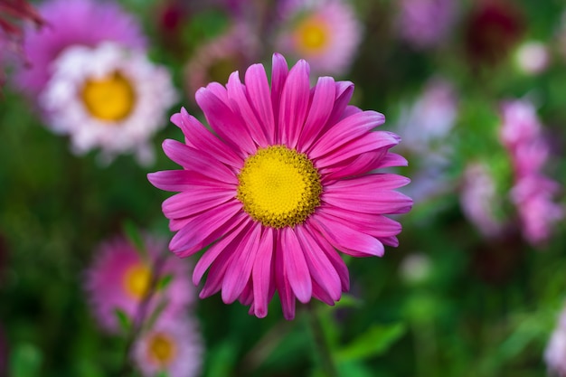 Flor rosa en el jardín