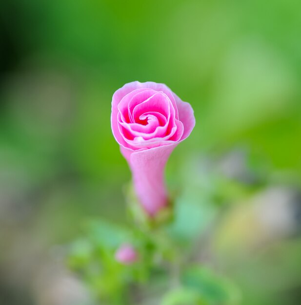 Flor rosa en el jardín