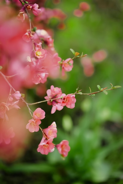 Una flor rosa en el jardín.