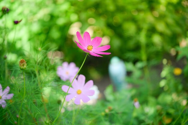 Una flor rosa en un jardín.