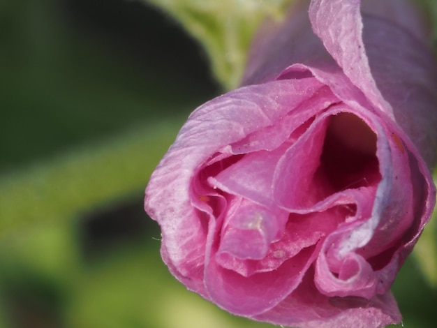 Una flor rosa en el jardín.