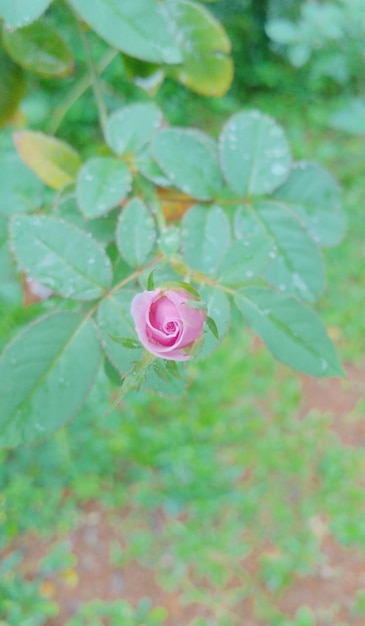 Foto flor rosa jpg