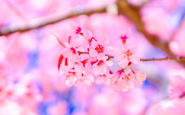 Flor rosa linda e selvagem do himalaia cherry blossom ou sakura