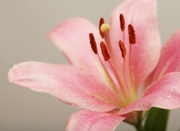 Flor rosa lirio