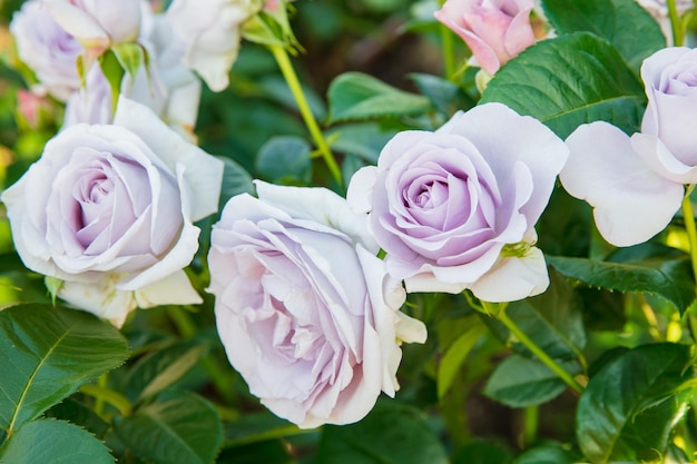 flor de rosa luna azul