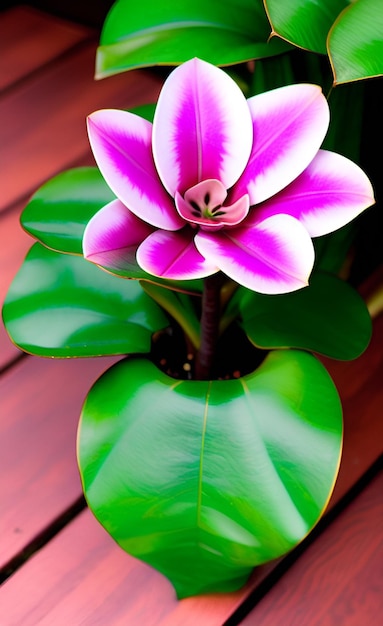 Una flor rosa en una maceta con una hoja verde.