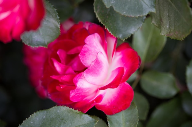 Flor rosa macro flor rosa roja y blanca primer plano Fondo natural de alta calidad Fondo hermoso