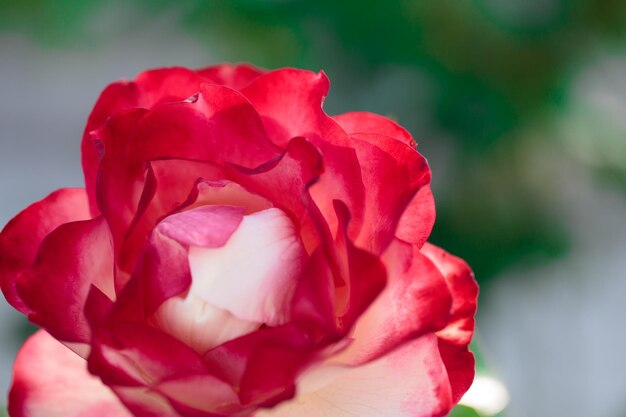 Flor rosa macro flor rosa roja primer plano Fondo natural de alta calidad Fondo hermoso