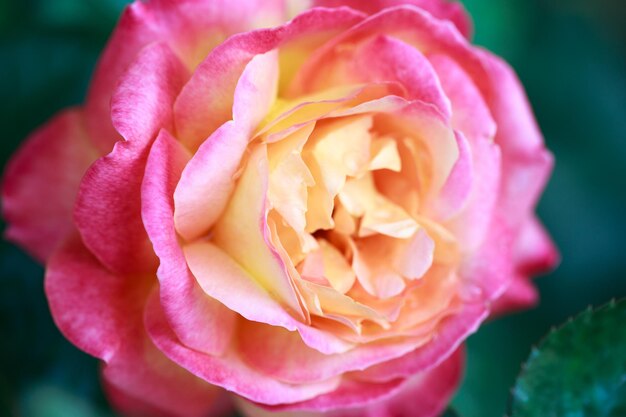 Flor rosa macro rosa y rosa amarilla flor primer plano Fondo natural de alta calidad Hermoso fondo