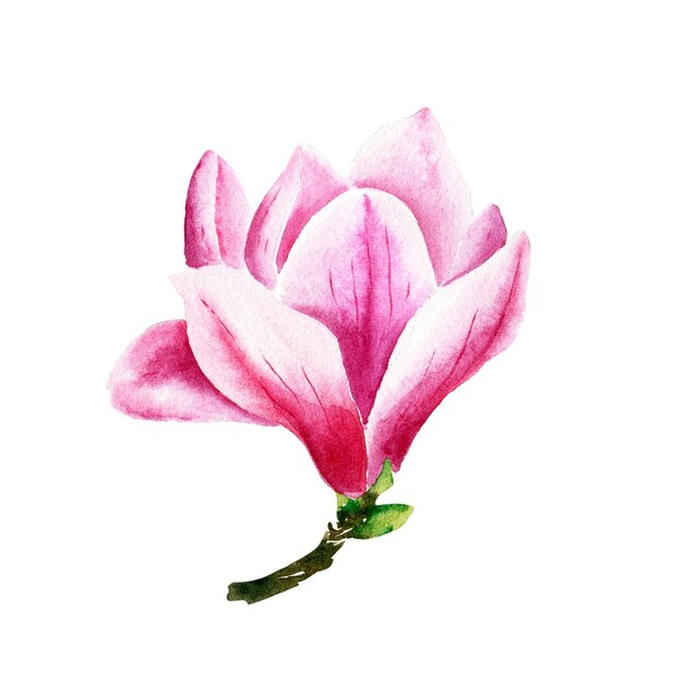 Flor rosa magnolia acuarela