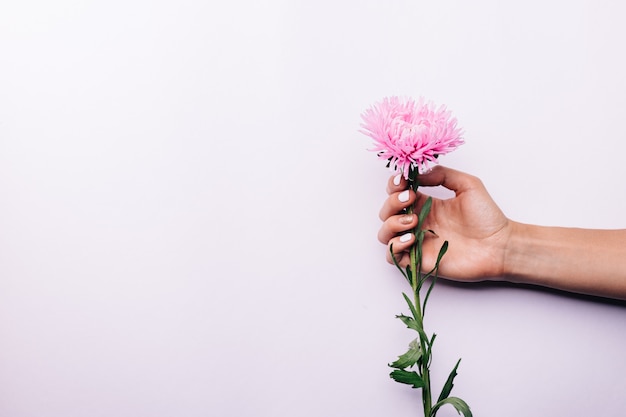 Foto flor rosa en mano femenina sobre un fondo claro