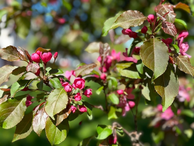 flor rosa del manzano chino