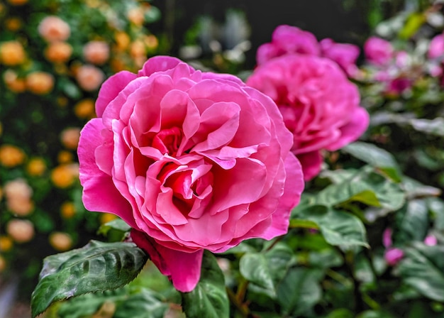 La flor rosa de María en el fondo de las hojas verdes