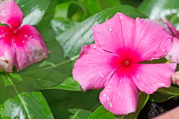 Flor rosa mojada de cerca