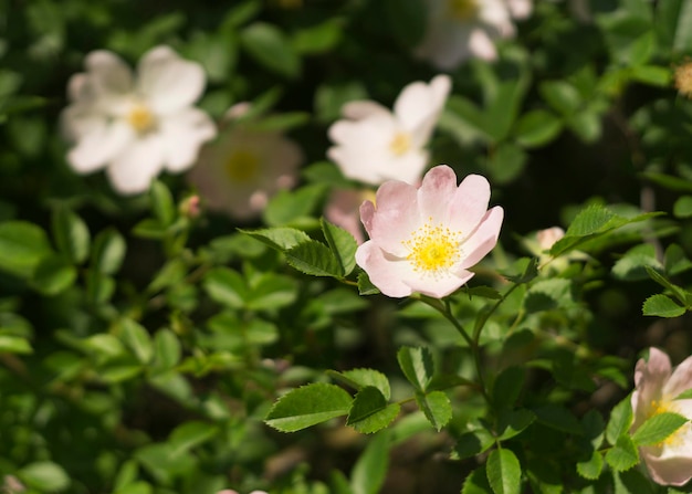 Flor de rosa mosqueta al sol