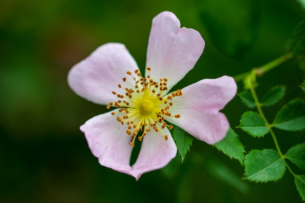 Flor de rosa mosqueta en arbusto.