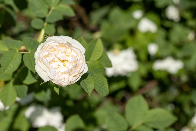 Flor de rosa mosqueta blanca rosa claro sobre un fondo de hojas verdes