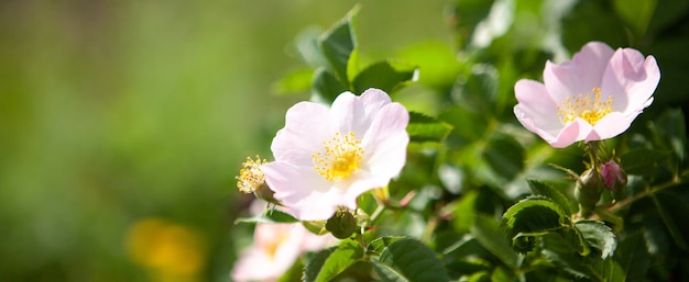 Flor de rosa mosqueta en el campo