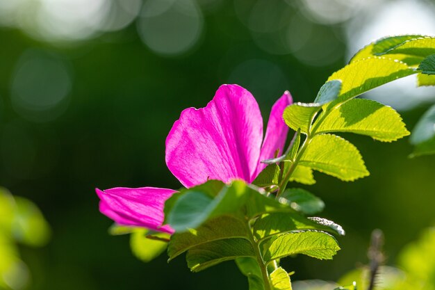 Flor rosa mosqueta iluminada por el sol con bokeh. Belleza natural de la naturaleza. Vegetación floreciente. Enfoque selectivo en la flor de rosa mosqueta. Ángulo bajo.