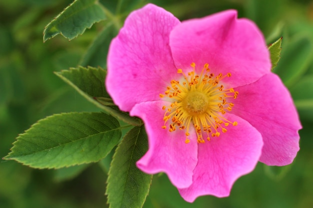 Flor de rosa mosqueta en verano.