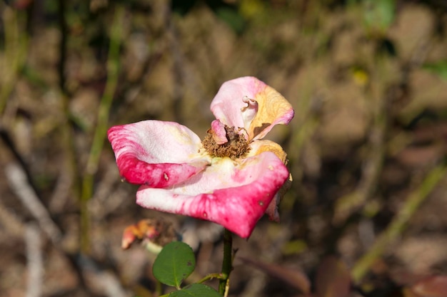 Foto flor rosa murcha isolada em fundo desfocado, tiro horizontal