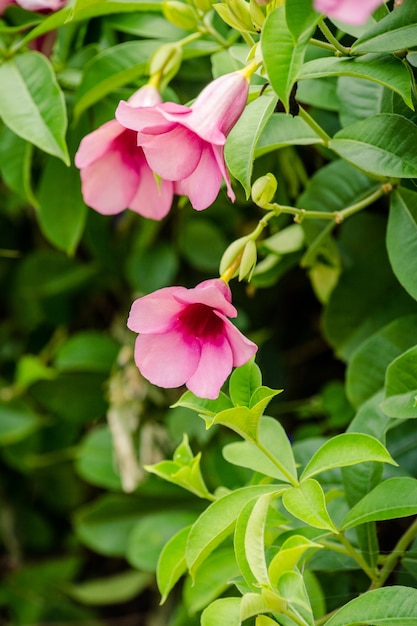 flor rosa na árvore