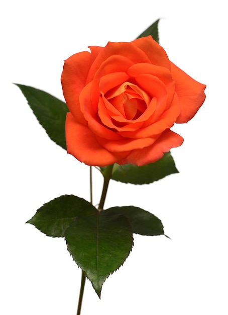 Flor rosa naranja aislada sobre fondo blanco Tarjeta de boda novia Saludo Verano Primavera Vista plana superior Amor Día de San Valentín