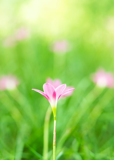 Una flor rosa y naturaleza verde borrosa