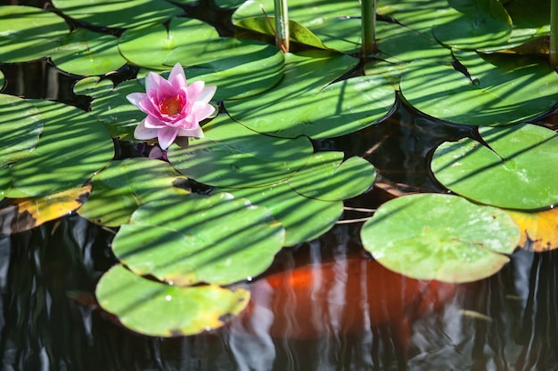 Flor rosa nenúfar entre as folhas em um lago japonês