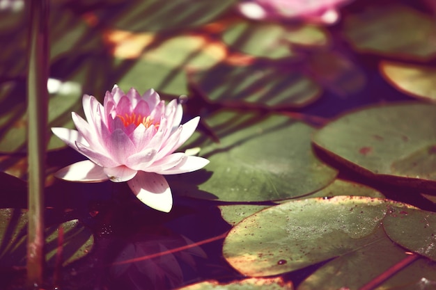 Flor rosa nenúfar entre as folhas em um lago japonês