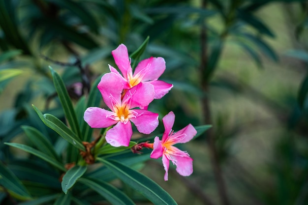 Flor rosa Nerium oleander coloquialmente conhecida como rose laurel ou Roman laurel da família Apocynaceae lindo verão no jardim