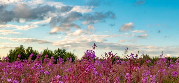 Flor rosa no fundo do campo de flores de fireweed