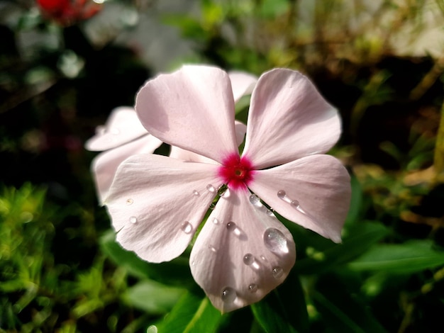 Flor rosa no jardim Beleza de fundo de foto de alta qualidade